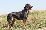 BEAUCERON 112